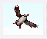 Atlantic Puffin lunni 4725 * 800 x 652 * (226KB)